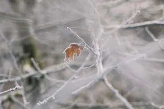 Withered leaf on frosty branches, calm winter mood