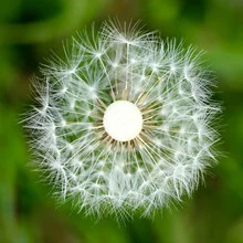 Photo of a dandelion in a square frame, soft colors and detailed seeds
