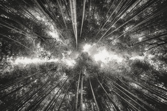 Pascal Deckarm, Bamboo forest