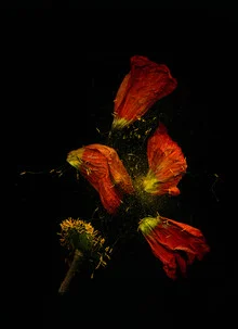 Photo art by Ramona Reimann: delicate wilted flowers in soft colors