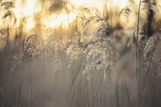 Photo art by Nadja Jacke: reed at sunrise, gentle colors and a calm atmosphere