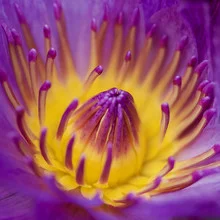 Fotokunst von Doris Berlenbach-Schulz: Seerose in sanften Farben