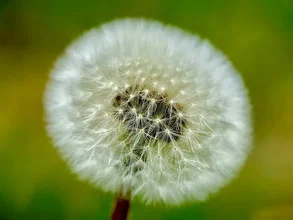 Fotokunst: zarte Pusteblume im sanften Licht auf unscharfem Hintergrund.