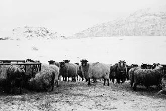 Photo art by Victoria Knobloch: sheep on Lofoten in a snowy winter landscape