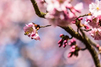 Photo of a bee on a cherry blossom in spring, soft colors and a calm mood.