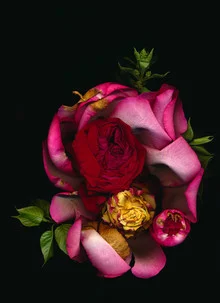 Photo art by Ramona Reimann: stylish depiction of a wilted flower