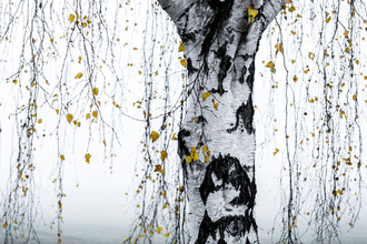 Mareike Böhmer, Birch Tree 1 - Germany, Europe)