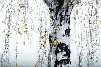 Fotokunst von Mareike Böhmer: minimalistische Birke in sanften Farben