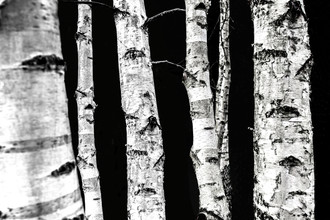 Mareike Böhmer, Birch Trees - Germany, Europe)