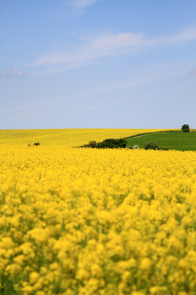 Jens Berger, Field of rape (Germany, Europe)