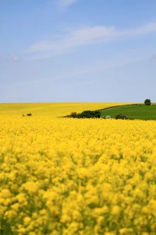 Feld mit Rapsblüten unter blauem Himmel, sanfte Farben und ruhige Atmosphäre.