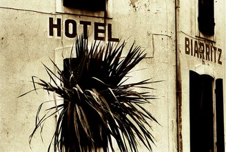 Photo art by Sophie Etchart: gentle depiction of a palm tree in Biarritz