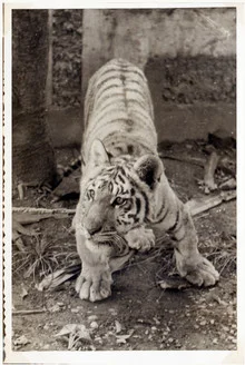 Photo art by Sophie Etchart: Tiger in natural surroundings, gentle gaze.