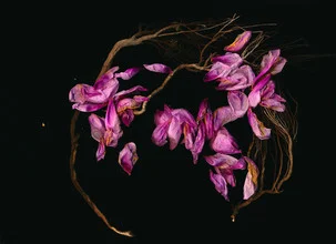 Lovely photo art by Ramona Reimann: soft peony leaves on a dark background