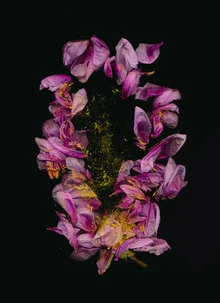 Photo art by Ramona Reimann: delicate peonies in soft colors