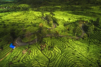 Aerial view of a tea plantation in Bandung, green rows under a blue sky.