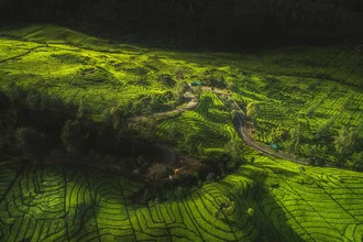 Aerial view of a tea plantation in Indonesia, lush green fields and gentle hills.