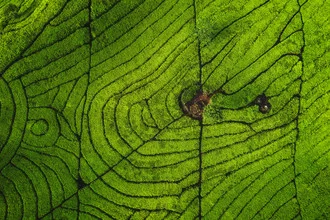 Bird's-eye view of Indonesian tea plantations with gentle green waves.