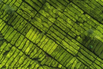 Luftaufnahme einer Teeplantage in Indonesien mit üppigem grünem Feld.