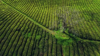 Wunderschöne Fotokunst von Jean Claude Castor: Teeplantage in den Azoren