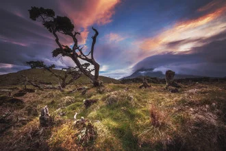 Wall art by Jean Claude Castor: serene landscape with tree and clouds over Pico