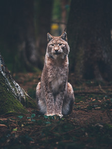 Gergo Kazsimer, Posing Lynx
