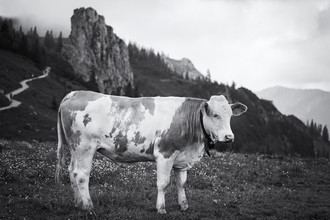 Roswitha Schleicher-Schwarz, cow (Germany, Europe)