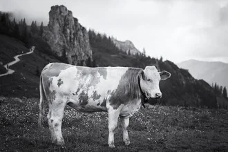 Cow grazing in a meadow with mountains in the background, peaceful landscape