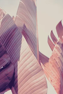 Fotografie von Sabrina Ziegenhorn: Detailaufnahme von Bananenblättern in Rosé-Tönen