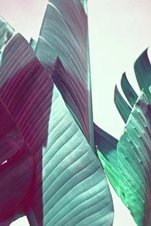 Photo art featuring leaves and bananas: soft green tones in an urban jungle