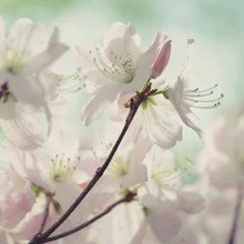 Fotokunst von Sabrina Ziegenhorn: zarte Blüten in einem sonnigen Garten
