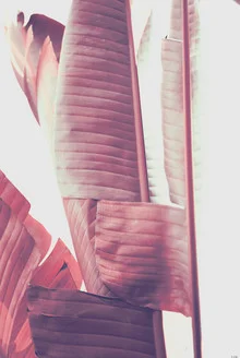 Photo art by Sabrina Ziegenhorn: green banana leaves in gentle light.