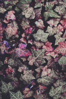Sabrina Ziegenhorn, pink ivy