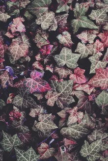 Photo art featuring pink ivy gently hanging against a light background.