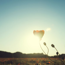Nadja Jacke, Poppy flower in the sunset