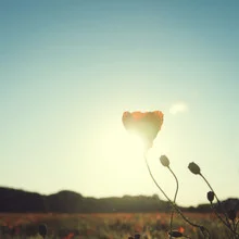 Photo art by Nadja Jacke: poppy flower bathed in warm sunset light.