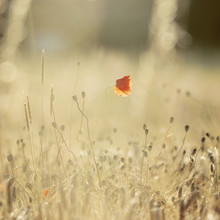 Nadja Jacke, Poppy in the cornfield in the warm sunlight