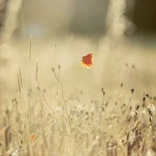 Beautiful poppy in a cornfield, illuminated by warm sunlight.