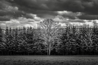 Brian Decrop, Vive le vélo: Mother tree (Belgien, Europa)