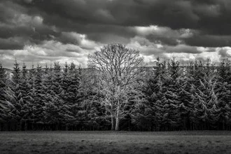 Vive le vélo: Mother tree - Fineart photography by Brian Decrop