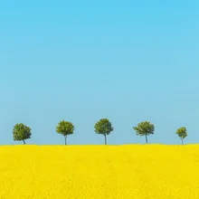 Photo art by Holger Nimtz: colorful spring field with trees in a minimalist style