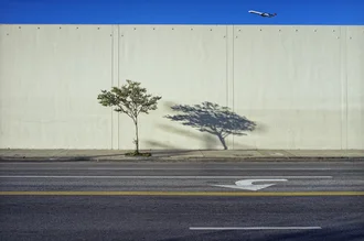Fotokunst von Jeff Seltzer: Baum und Schatten unter einem Flugzeug in Kalifornien
