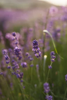 Blooming lavender in sunlight, gentle colors and a calming mood.