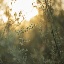Nadja Jacke, flowering willow in the spring sun (Germany, Europe)