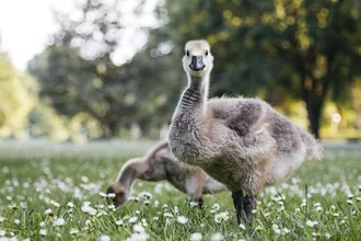 Goose chick looks calmly into the camera, surrounded by fresh grass.