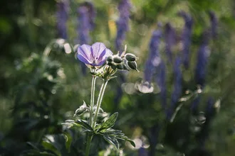 Photo art by Nadja Jacke: cranesbill flowers in warm summer sunlight