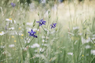 Purple columbines in a summer flower meadow, cheerful mood under the sun.