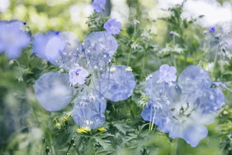 Photo art by Nadja Jacke: double exposure of a cranesbill flower in warm sunlight