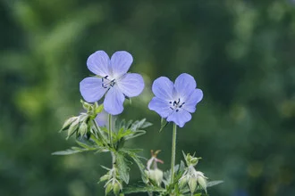 Photo art by Nadja Jacke: glowing Cranesbill blossoms in warm sunlight