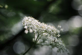 Close-up of a blooming elderberry in sunlight with soft bokeh.